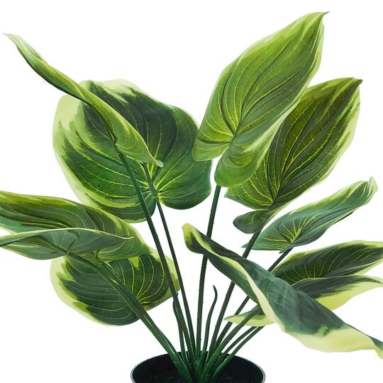 16" Potted Green Hosta Plant by Ashland®